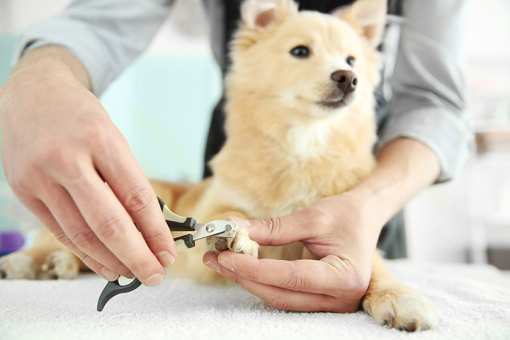 6 Best Pet Groomers in Oregon!